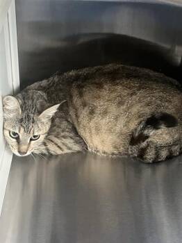 ROE -  Domestic Short Hair Cat for Adoption in Pearland, Texas - ROE | PetCurious