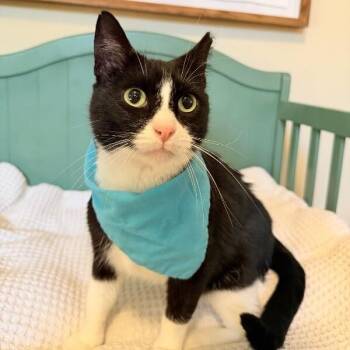 Millie the Magnificent -  Tuxedo and Domestic Short Hair Cat for Adoption in Friendswood, Texas - Millie The Magnificent | PetCurious