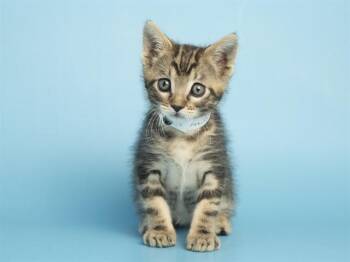 Domestic Short Hair Cats Available for Adoption in Phoenix, Arizona - HERBIE | PetCurious