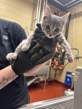 Plum -  Domestic Short Hair Cat Available for Adoption in Douglasville, Georgia - Plum | PetCurious