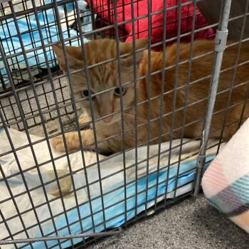 Apricot -  Domestic Short Hair Cat for Adoption in Montgomery, Alabama - Apricot | PetCurious