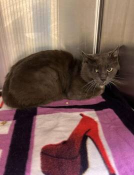 Rescue Domestic Short Hair Cats for Adoption in Virginia Beach, Virginia - 180016 Tassel | PetCurious