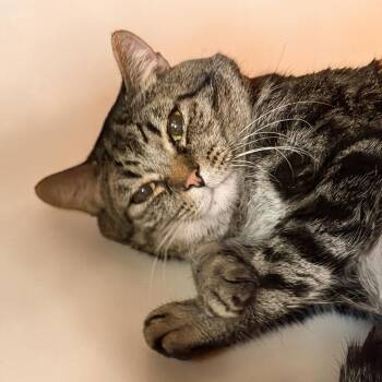 Domestic Short Hair Cats Available for Adoption in Elyria, Ohio - Benjamin  | PetCurious
