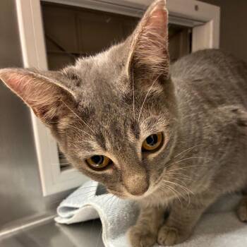 Domestic Short Hair Cats Available for Adoption in Goleta, California - Casey | PetCurious