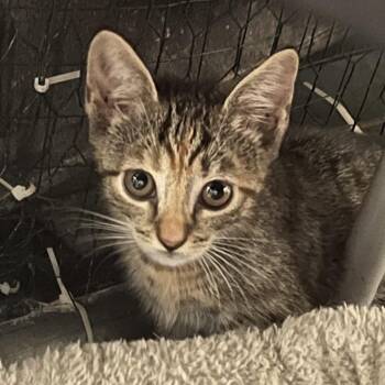 Dolly -  Domestic Short Hair Cat for Adoption - Dolly | PetCurious