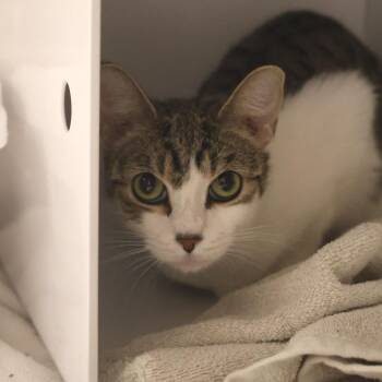 Domestic Short Hair Cats Available for Adoption in Briarcliff Manor, New York - Phoebe | PetCurious