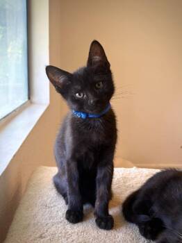 Indigo -  Domestic Short Hair Cat for Adoption in Los Angeles, California - Indigo | PetCurious