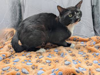 Domestic Short Hair Cats Available for Adoption in Grovetown, Georgia - JACK | PetCurious