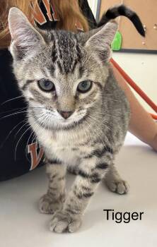 Rescue Domestic Short Hair Cats for Adoption in Ulster, Pennsylvania - Tigger | PetCurious
