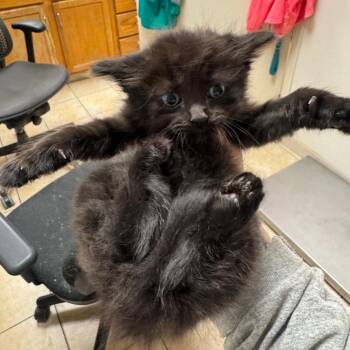 Domestic Medium Hair Cats Available for Adoption in Pekin, Illinois - Hot Chocolate | PetCurious