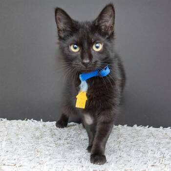 BUBBLE -  Domestic Short Hair Cat for Adoption in St. Louis, Missouri - BUBBLE | PetCurious
