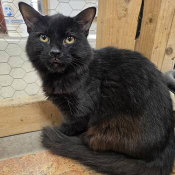 Domestic Medium Hair Cats Available for Adoption in Richmond, Virginia - Genesis  | PetCurious