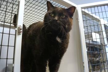 Pilgrim -  Domestic Short Hair Cat for Adoption in New Milford, Connecticut - Pilgrim | PetCurious