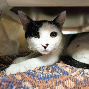 Domestic Short Hair Cats Available for Adoption in Houston, Texas - Sandy | PetCurious