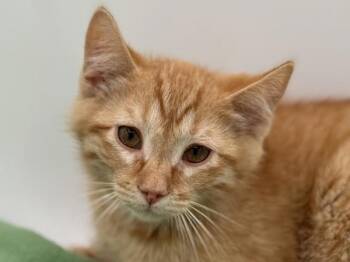 Duck -  Domestic Short Hair Cat for Adoption in Portland, Oregon - Duck | PetCurious