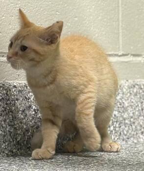 Sunkist -  Domestic Short Hair Cat for Adoption in Jackson, Michigan - Sunkist | PetCurious