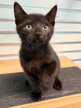 Mudbug -  Domestic Short Hair Cat for Adoption in Cape Coral, Florida - Mudbug | PetCurious