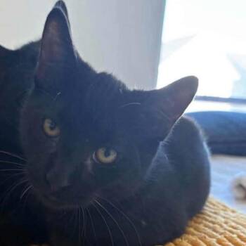 Twinkie -  Domestic Short Hair Cat for Adoption in Winchester, Virginia - Twinkie | PetCurious