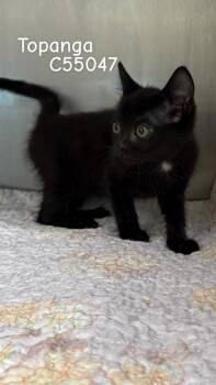 Topanga -  Domestic Short Hair Cat for Adoption in Clarksville, Tennessee - Topanga | PetCurious