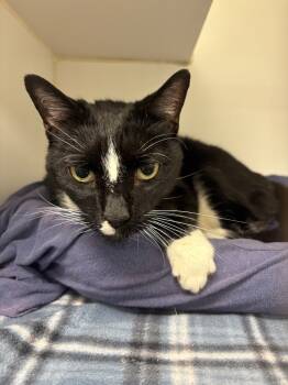 Rescue Domestic Short Hair Cats for Adoption in Johnson City, Tennessee - Todd (Stockyard) | PetCurious