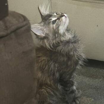 Kristen Stewart -  Domestic Long Hair Cat for Adoption in Evanston, Illinois - Kristen Stewart | PetCurious