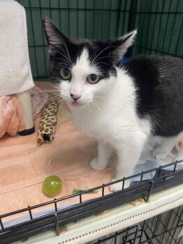 Domestic Short Hair Cats Available for Adoption - Miso Soup 2 | PetCurious