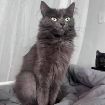 Fae - Sweet and Gentle -  Domestic Long Hair Cat for Adoption in Hamilton, Ontario - Fae - Sweet And Gentle | PetCurious