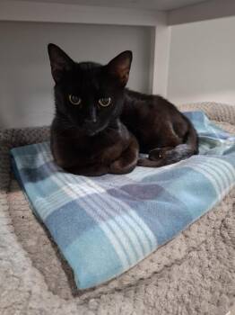 Ziggy -  Domestic Short Hair Cat for Adoption in Lewisburg, Tennessee - Ziggy | PetCurious