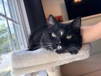 Juno -  Domestic Long Hair Cat for Adoption in Chesapeake Beach, Maryland - Juno | PetCurious