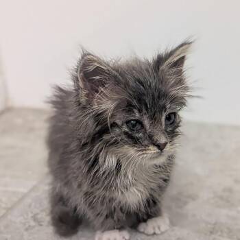 Zeus Hoglund -  Domestic Short Hair Cat for Adoption in Eagle Mountain, Utah - Zeus Hoglund | PetCurious