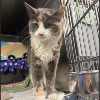 Domestic Medium Hair Cats Available for Adoption - Lily May C11108 | PetCurious