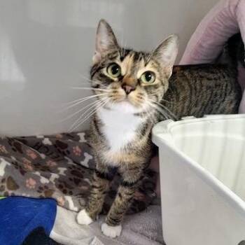 Domestic Short Hair Cats Available for Adoption in Hutchinson, Minnesota - Willow | PetCurious