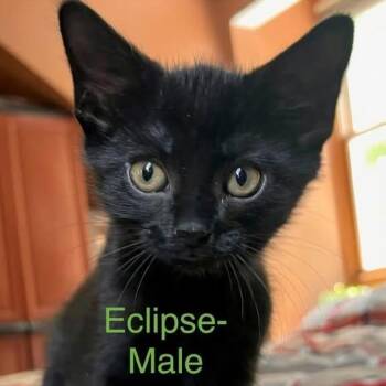 Eclipse -  Domestic Medium Hair Cat Available for Adoption in Midland, Michigan - Eclipse | PetCurious