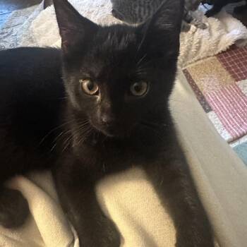 Spider -  Domestic Short Hair and Extra Toes Cat Hemingway Polydactyl Cat for Adoption in Potomac, Maryland - Spider | PetCurious