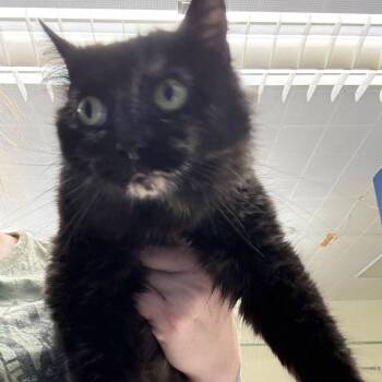 Domestic Medium Hair Cats Available for Adoption in Summerlee, West Virginia - Taylor Lynn | PetCurious