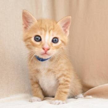 Jordan -  Domestic Short Hair Cat for Adoption in Mobile, Alabama - Jordan | PetCurious