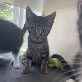 Lottie -  Domestic Short Hair Cat for Adoption in Gloucester, Virginia - Lottie | PetCurious