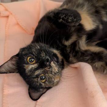 Eleven -  Domestic Short Hair Cat for Adoption in Pittsburgh, Pennsylvania - Eleven | PetCurious