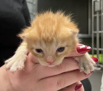 Ace -  Domestic Medium Hair Cat for Adoption in Jamestown, California - Ace | PetCurious