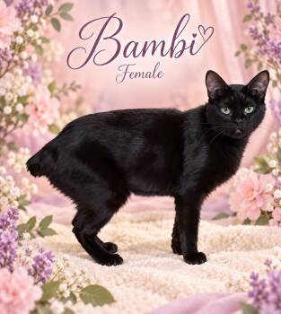 BAMBI AT PETSMART NORTHWEST RENO -  Bombay Cat for Adoption in Reno, Nevada - BAMBI AT PETSMART NORTHWEST RENO | PetCurious