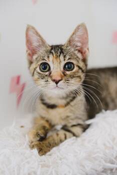 Cutie Pie -  Domestic Short Hair Cat for Adoption in Honolulu, Hawaii - Cutie Pie | PetCurious