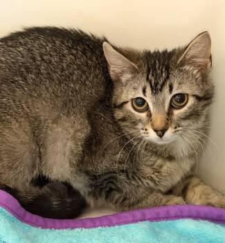 Domestic Short Hair Cats Available for Adoption - Beauty | PetCurious