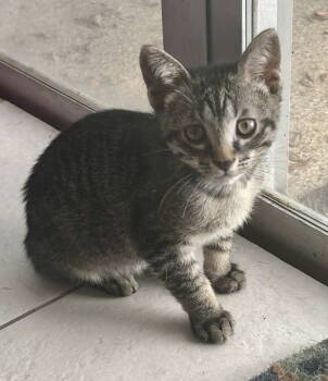 Rescue Domestic Short Hair Cats for Adoption in Oviedo, Florida - Pascal | PetCurious