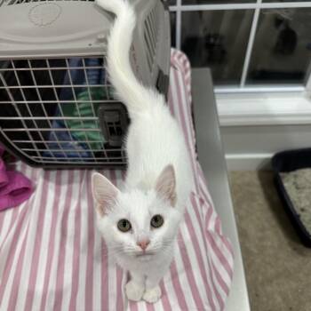 Clarisse La Rue -  Domestic Short Hair Cat for Adoption in Fredericksburg, Virginia - Clarisse La Rue | PetCurious