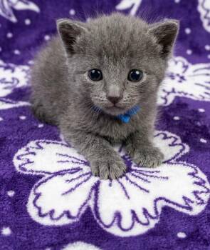Chiffon -  Domestic Short Hair Cat Available for Adoption in Trenton, New Jersey - Chiffon | PetCurious