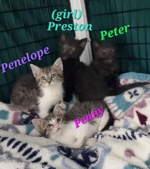 Preston -  Domestic Short Hair Cat for Adoption in Diamond Springs, California - Preston | PetCurious