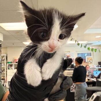 Domestic Short Hair Cats Available for Adoption in Los Angeles, California - Pumpkin Pie | PetCurious