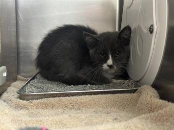 DOLLY -  Domestic Short Hair Cat for Adoption in Pueblo, Colorado - DOLLY | PetCurious