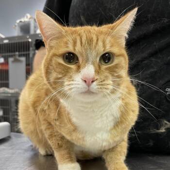 Thomas -  Domestic Short Hair Cat for Adoption in Salt Lake City, Utah - Thomas | PetCurious