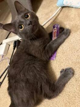 Kiko -  Domestic Short Hair Cat for Adoption in Mokena, Illinois - Kiko | PetCurious